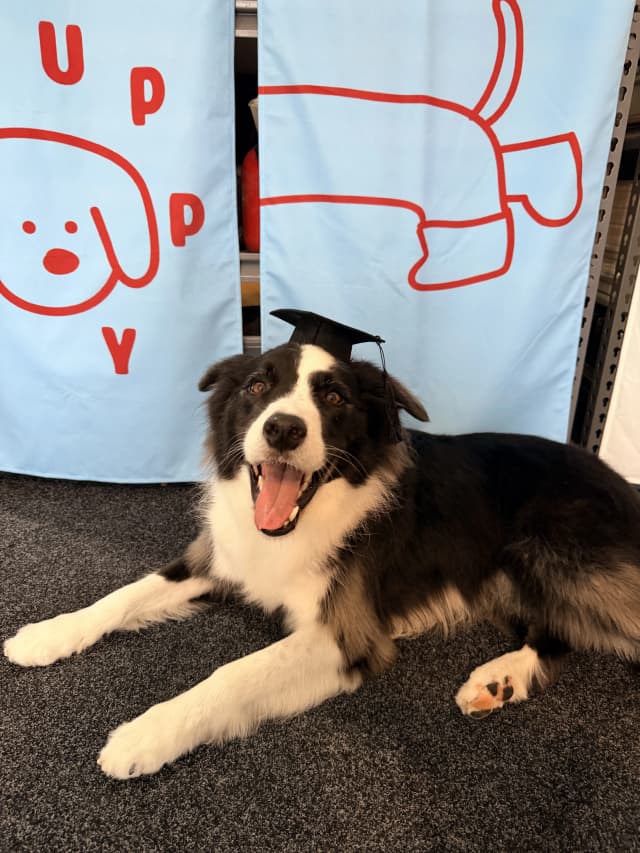 Cai Cai after grooming at Pawdora