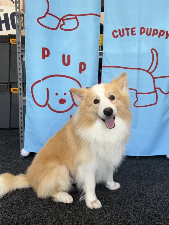 Coke after grooming at Pawdora