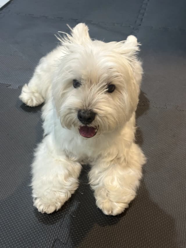 Rio after grooming at Pawdora