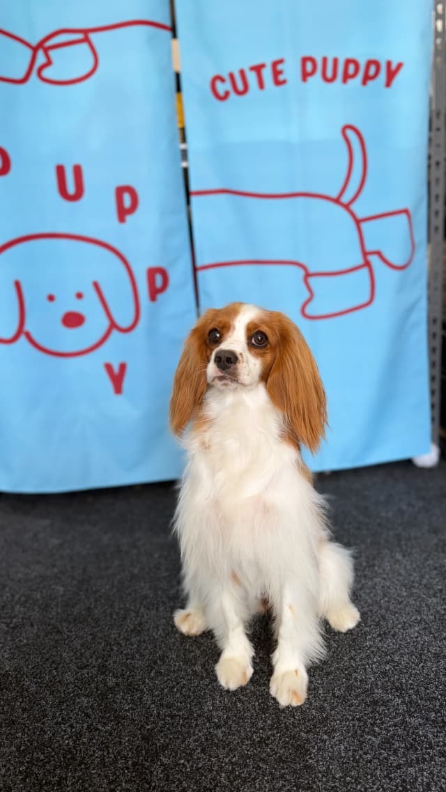 Rosie after grooming at Pawdora