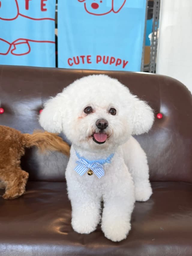 Snowy after grooming at Pawdora