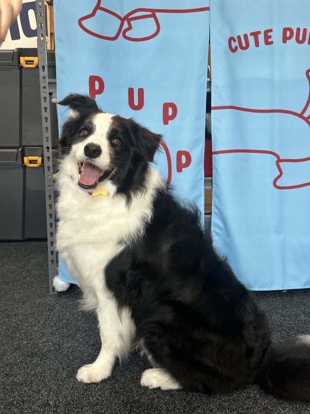 Tangyuan after grooming at Pawdora