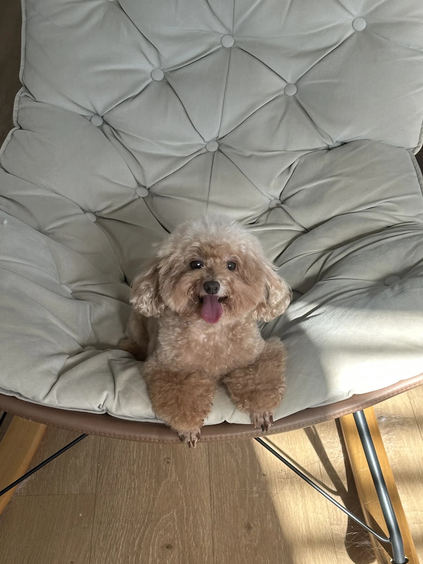 Guoguo after grooming at Pawdora
