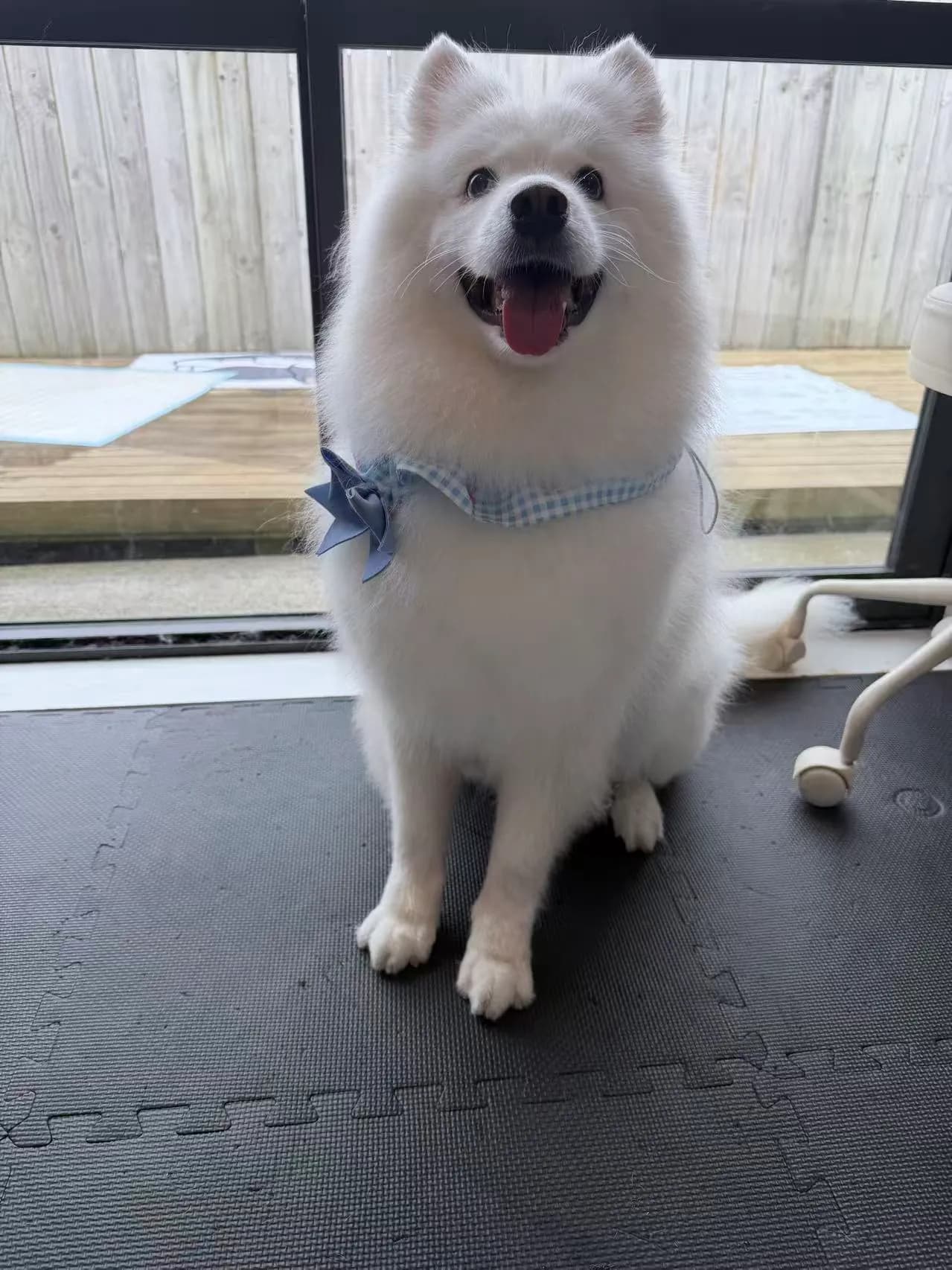 Xuebing after grooming at Pawdora
