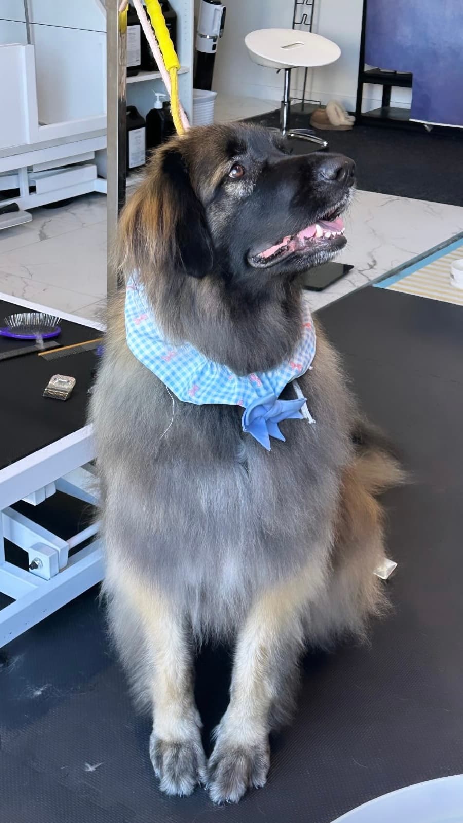 Aroho after grooming at Pawdora