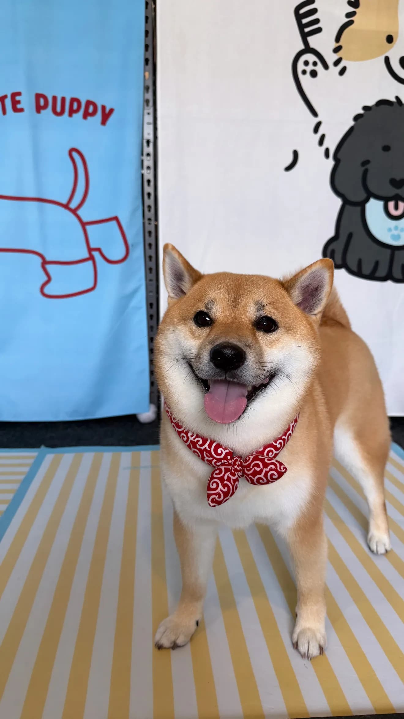 Rourou after grooming at Pawdora