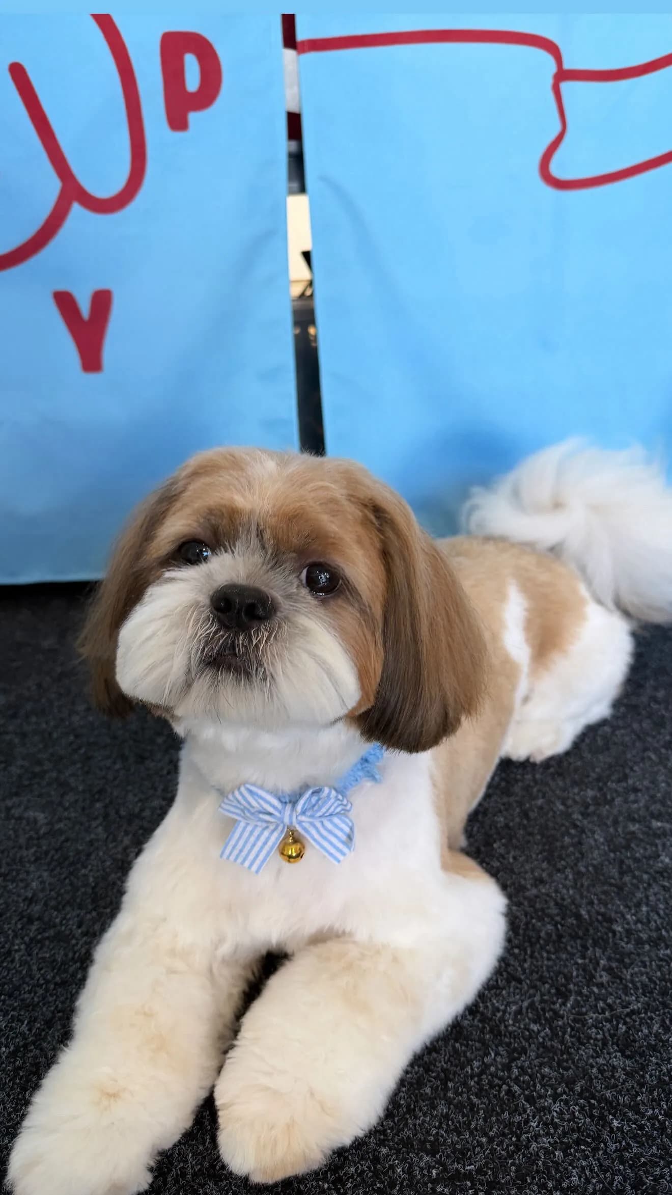Gomi after grooming at Pawdora