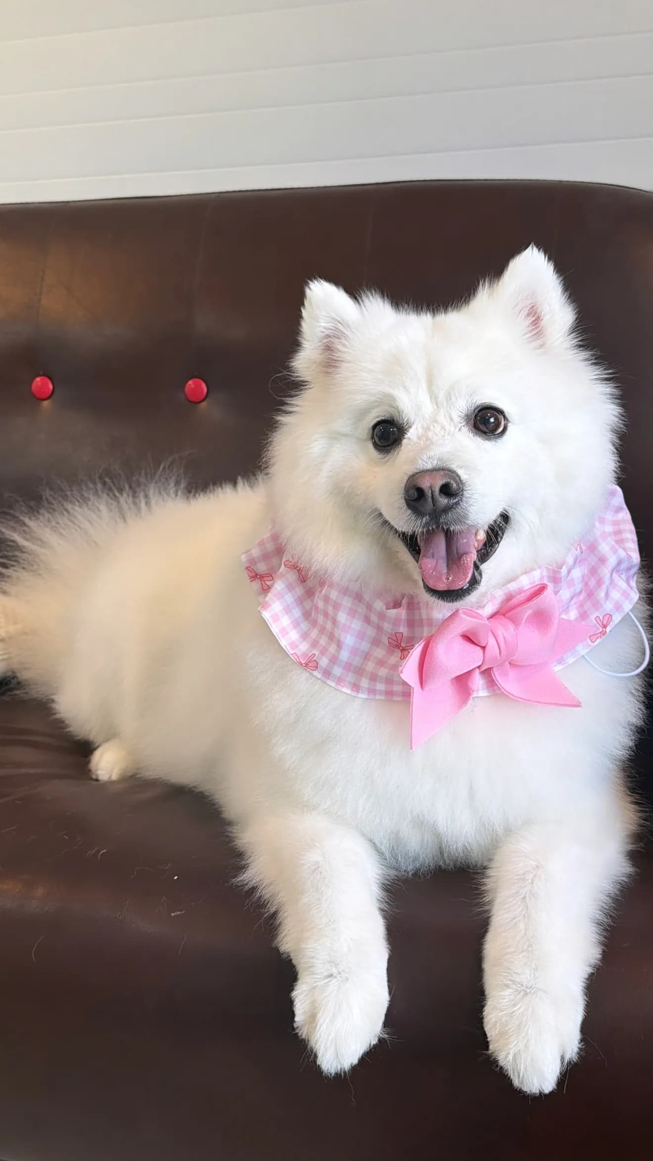 Nova after grooming at Pawdora