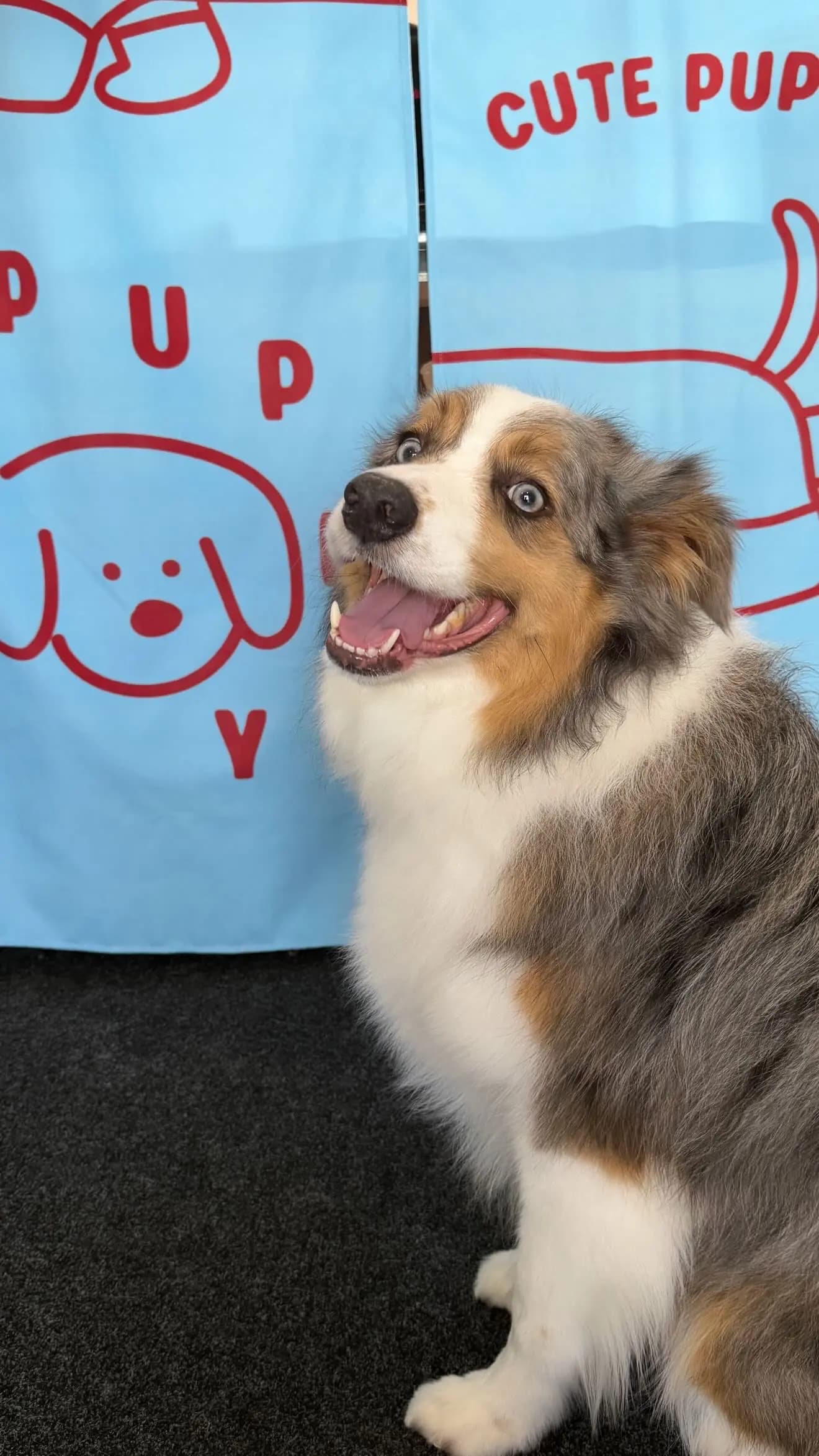 Logan after grooming at Pawdora