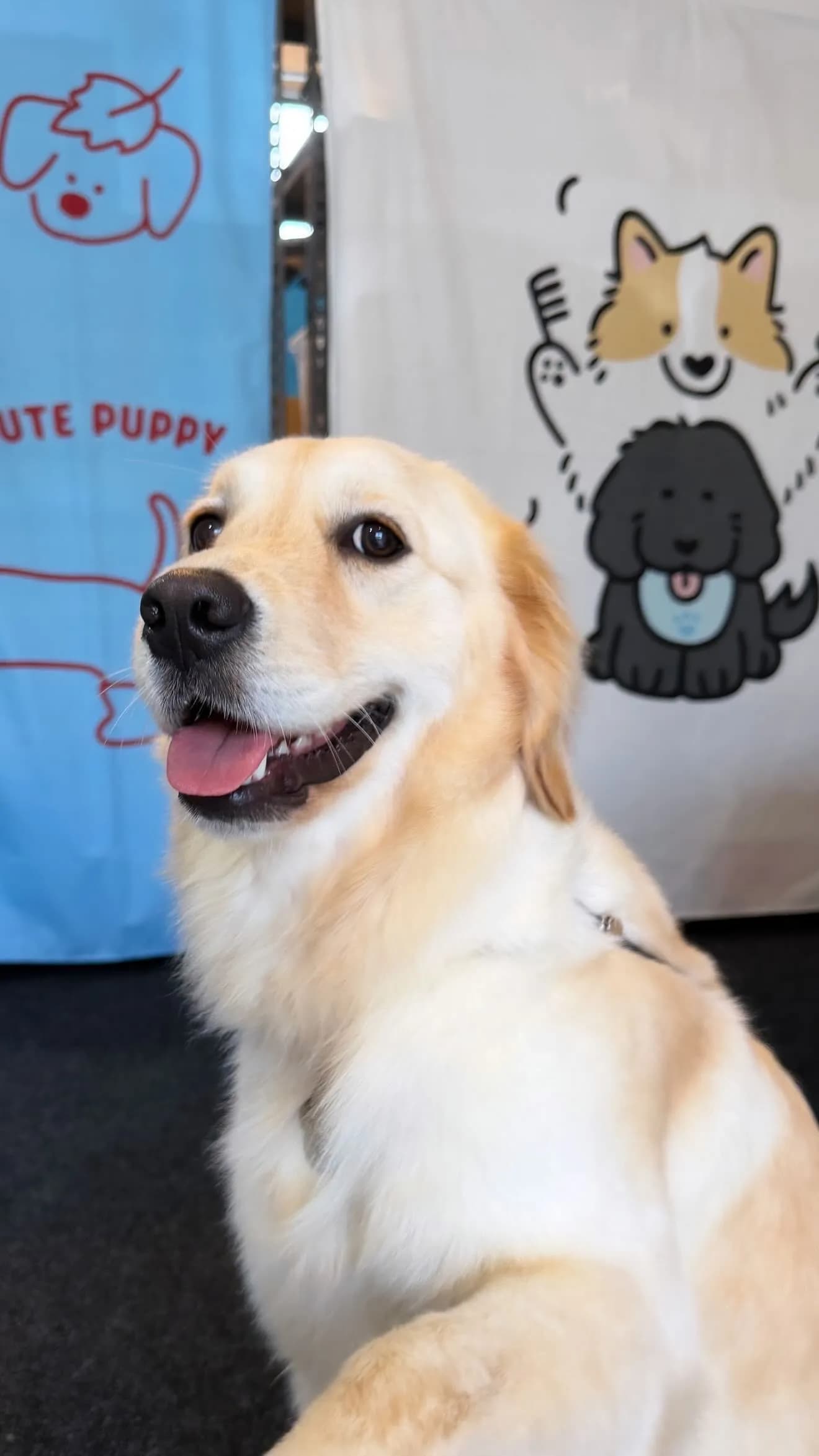 Taotao after grooming at Pawdora