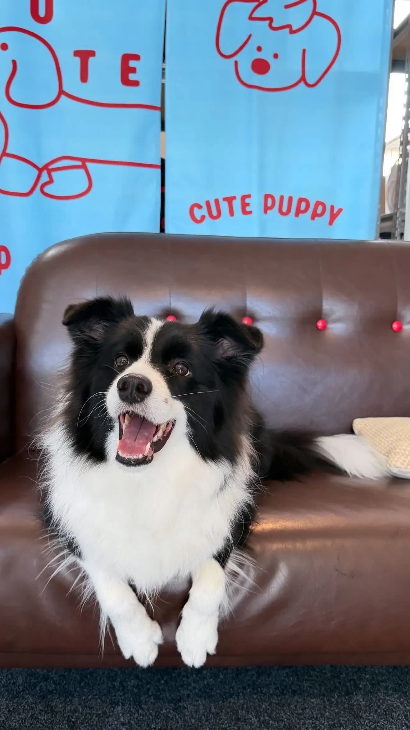 Juanjuan after grooming at Pawdora
