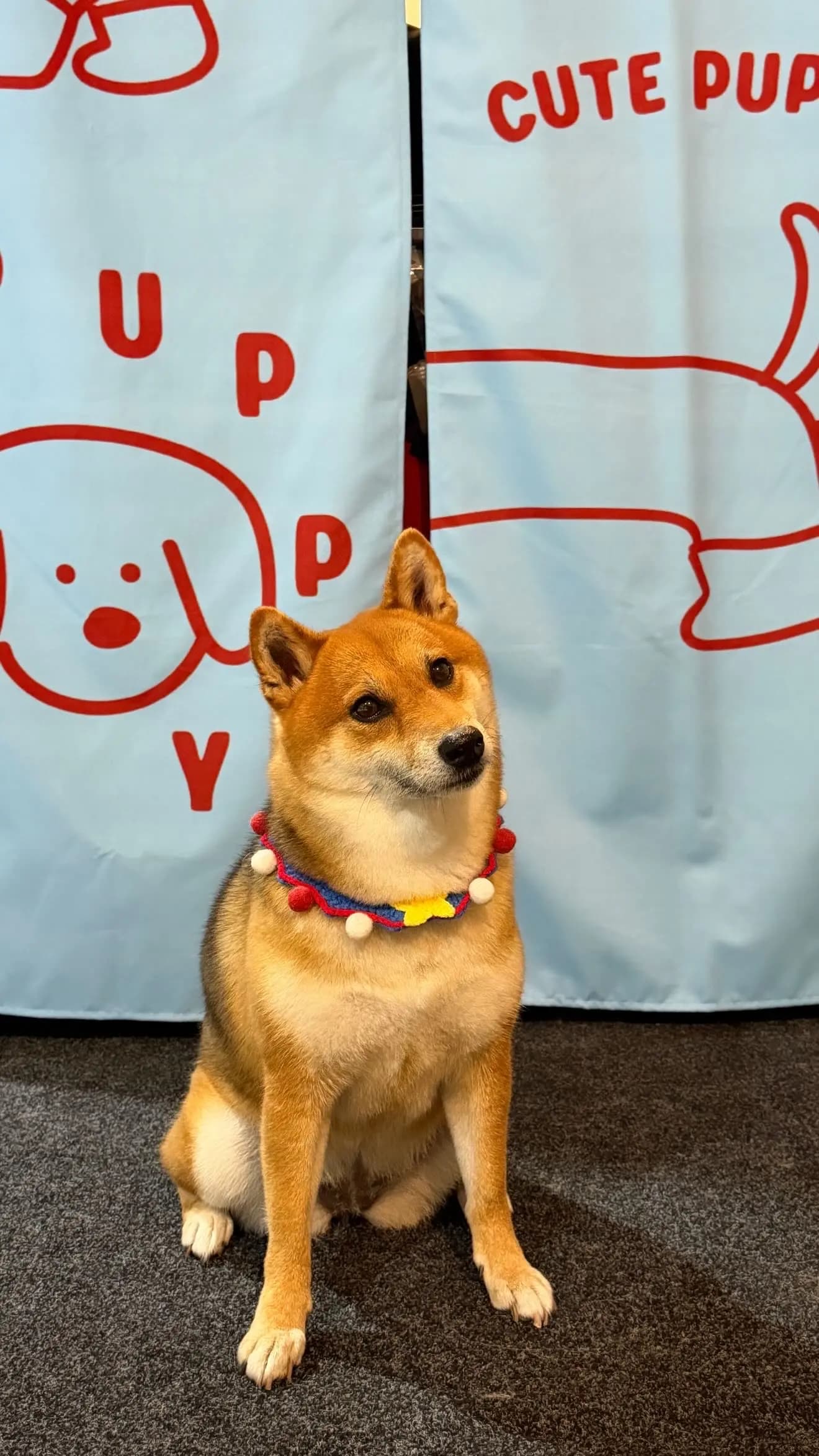 Juzi after grooming at Pawdora