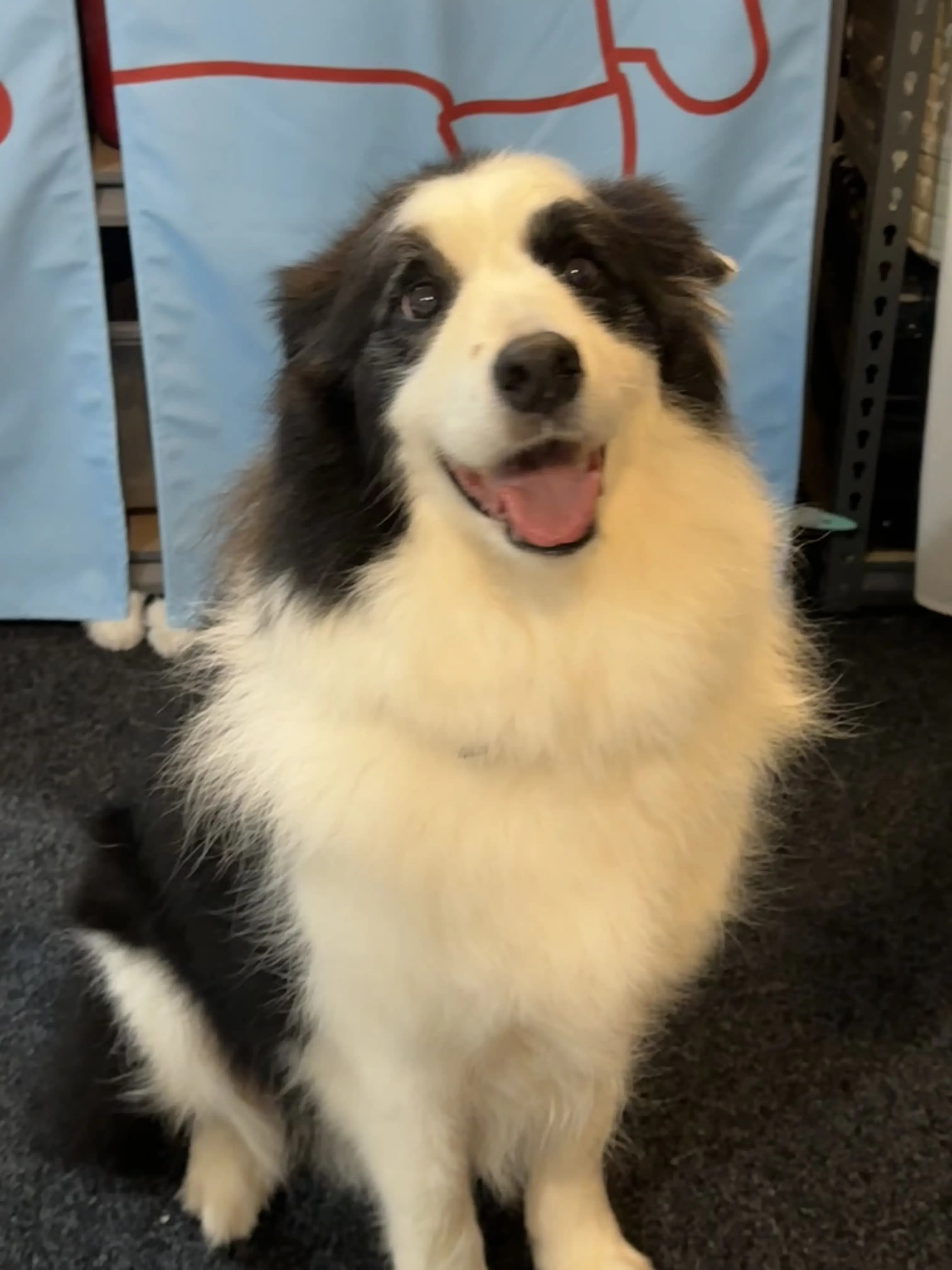 Max after grooming at Pawdora