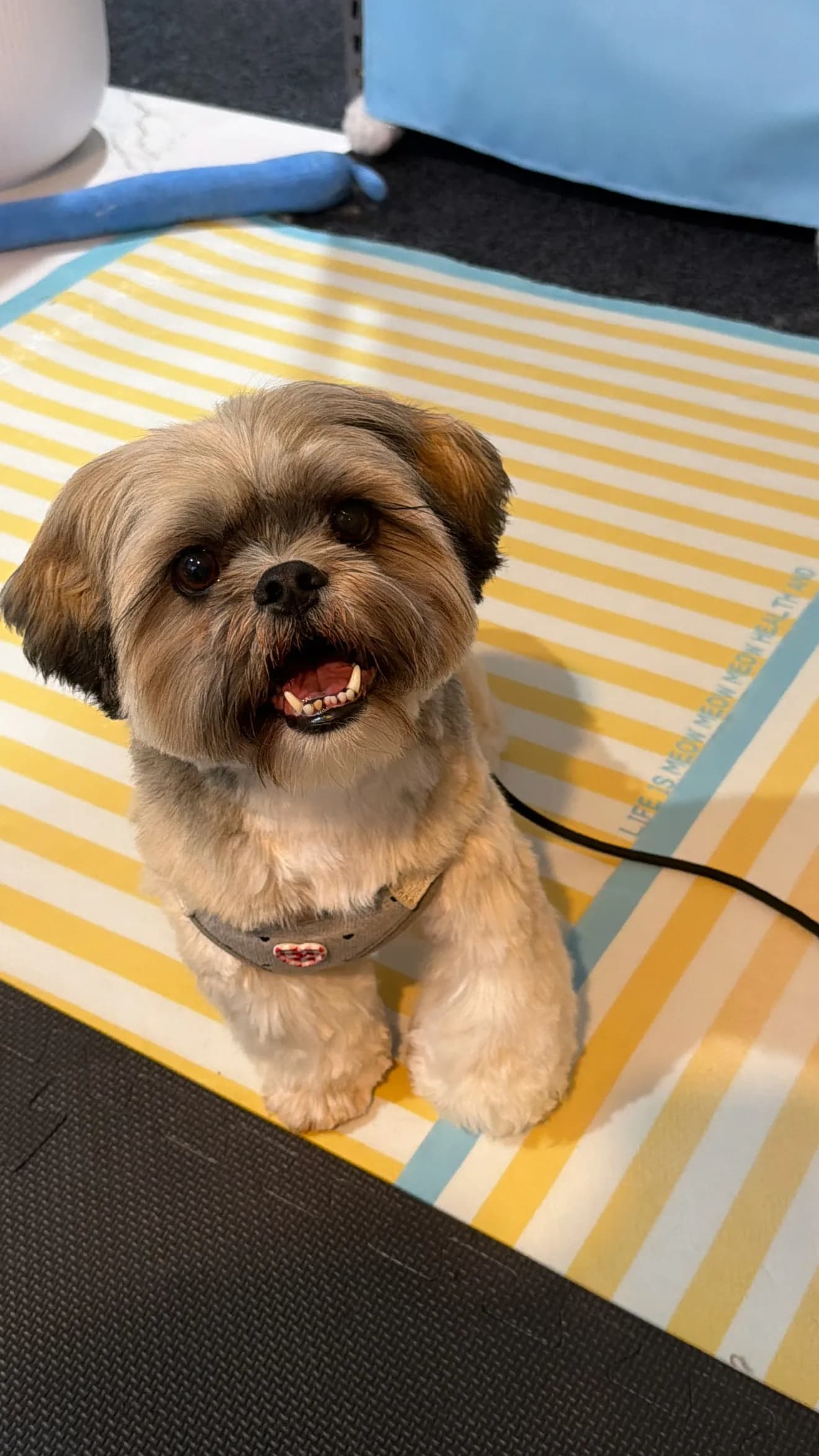 Cookie after grooming at Pawdora