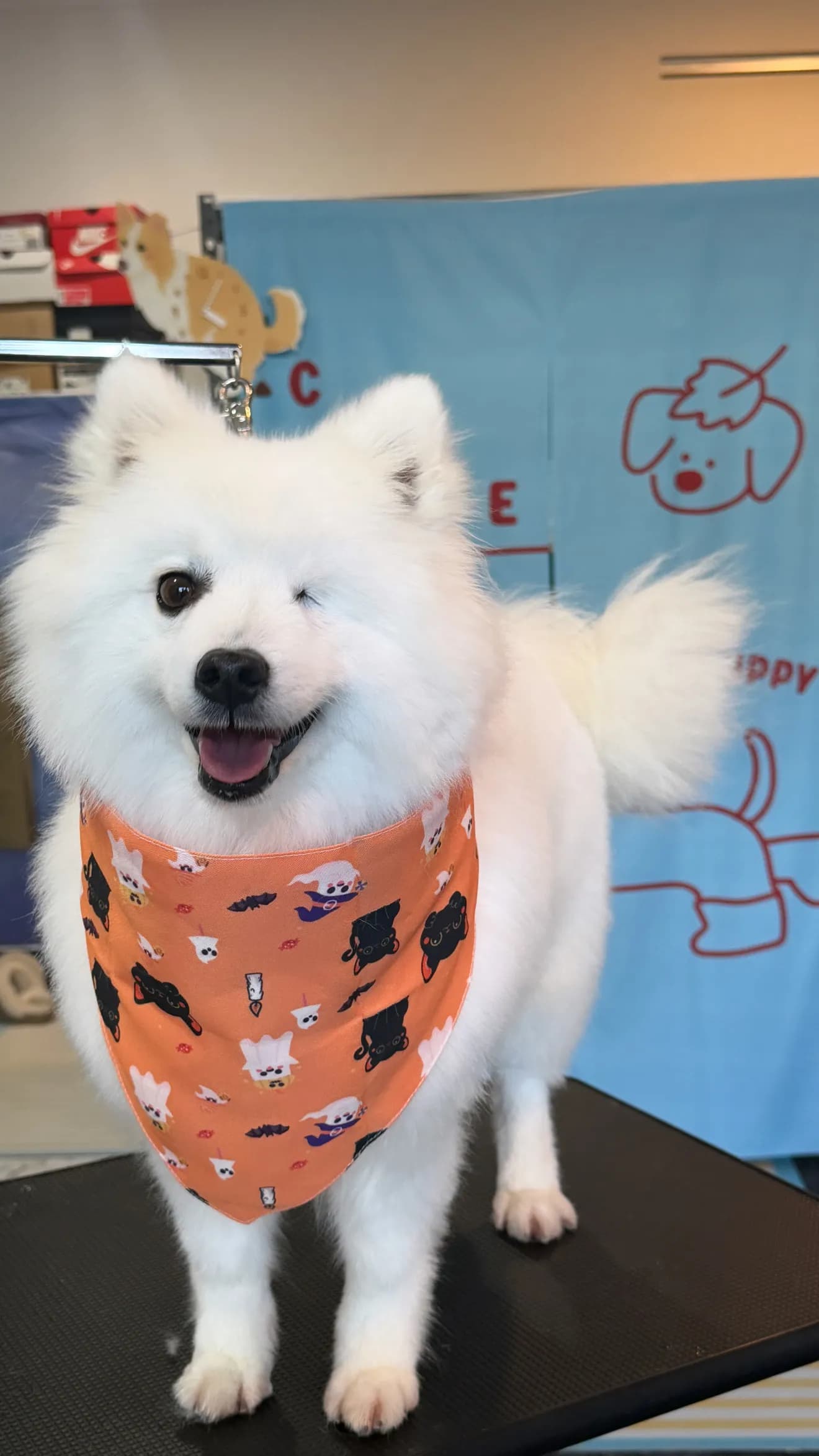 Buddy after grooming at Pawdora