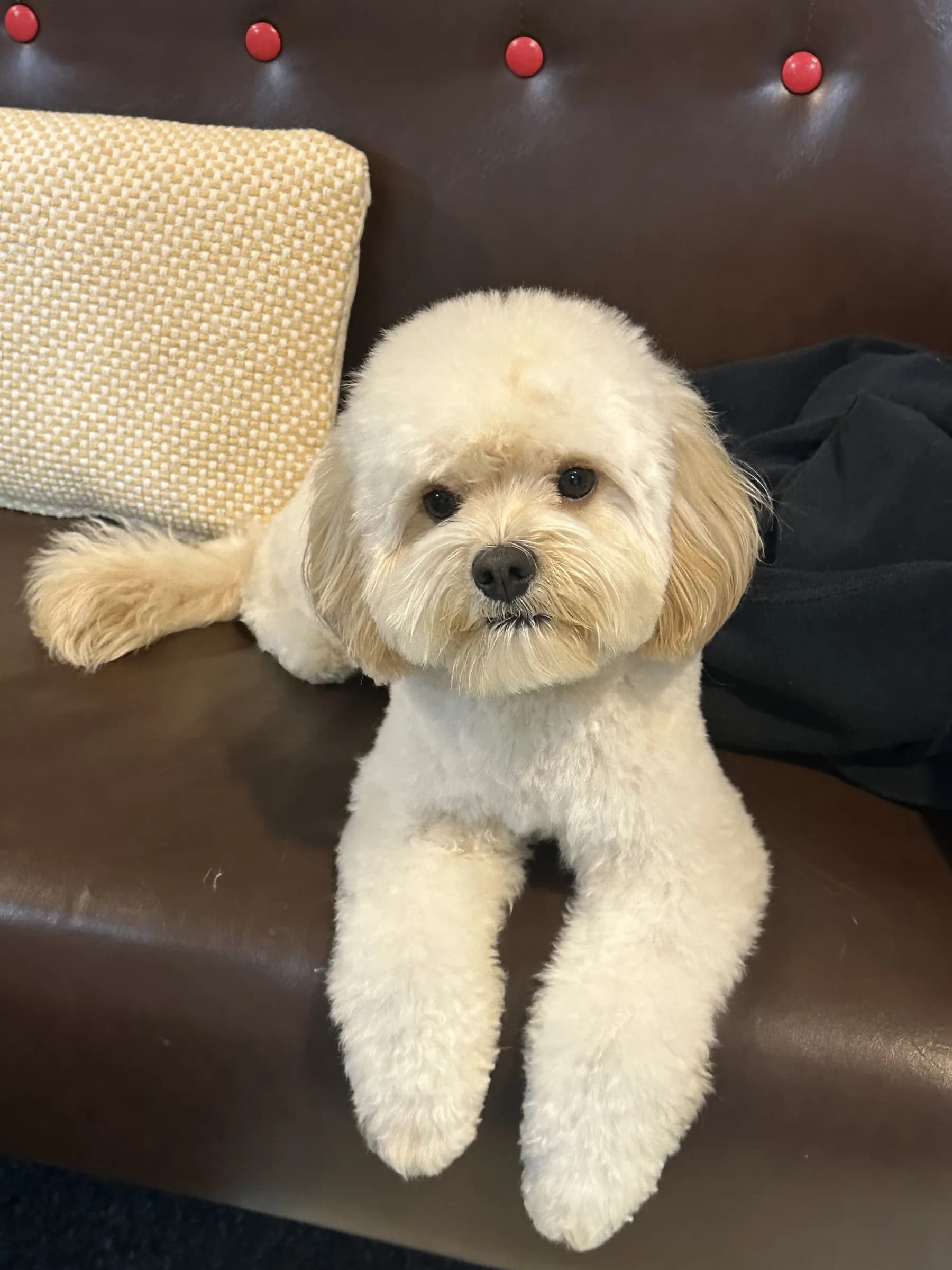 Cuddle after grooming at Pawdora