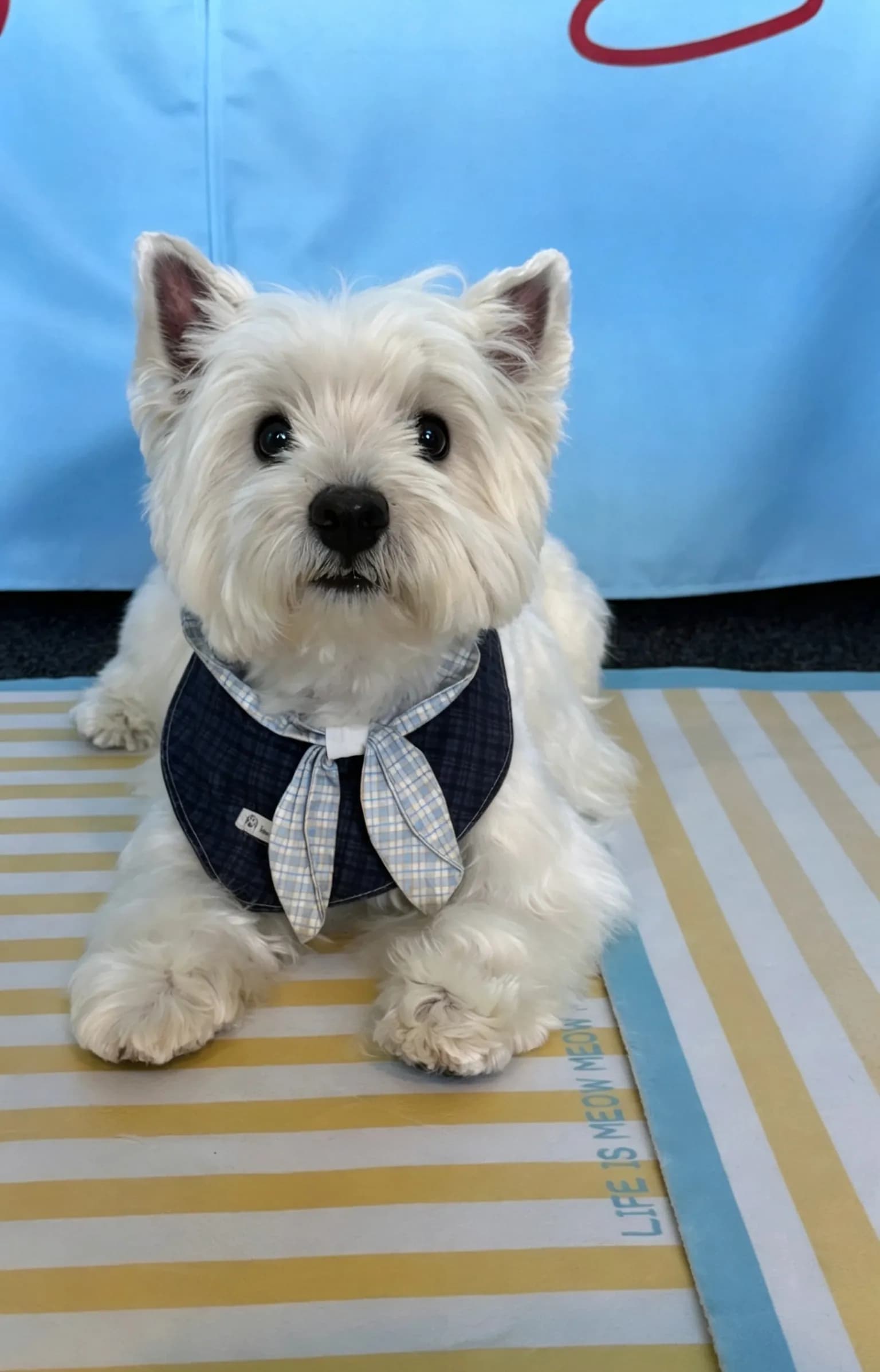 Rio after grooming at Pawdora