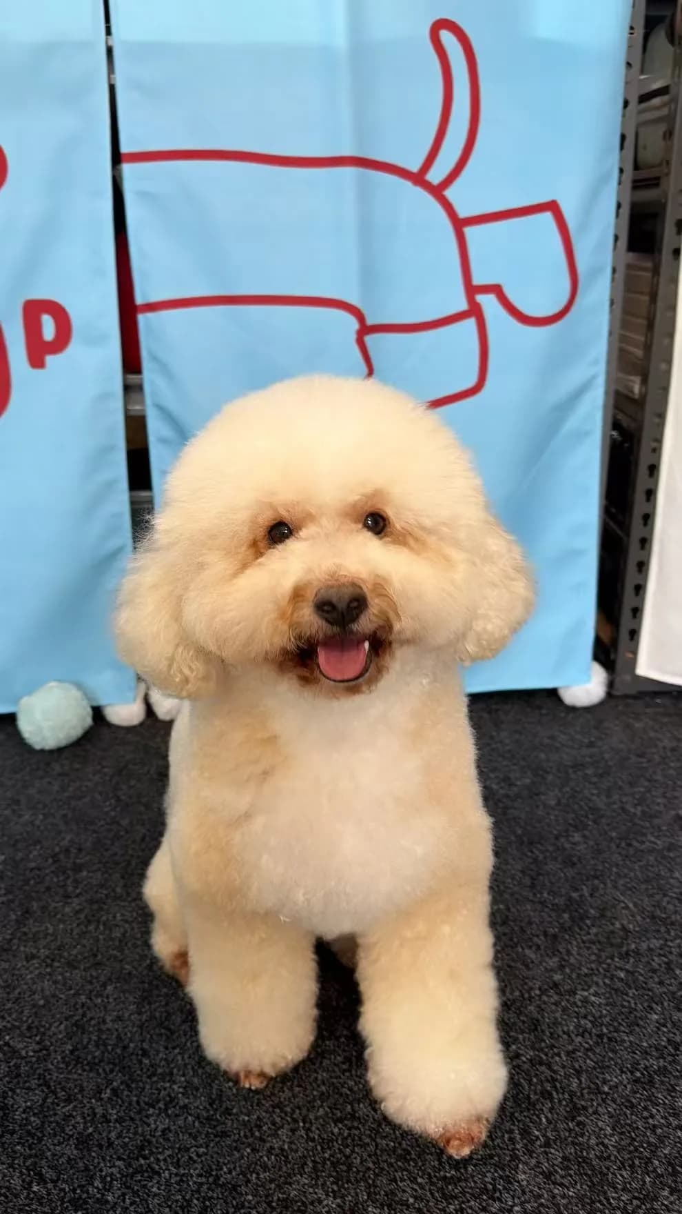 Mocha after grooming at Pawdora