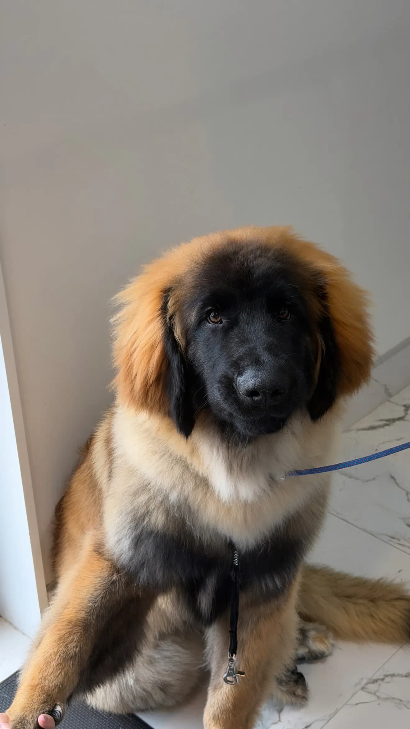 Bear after grooming at Pawdora