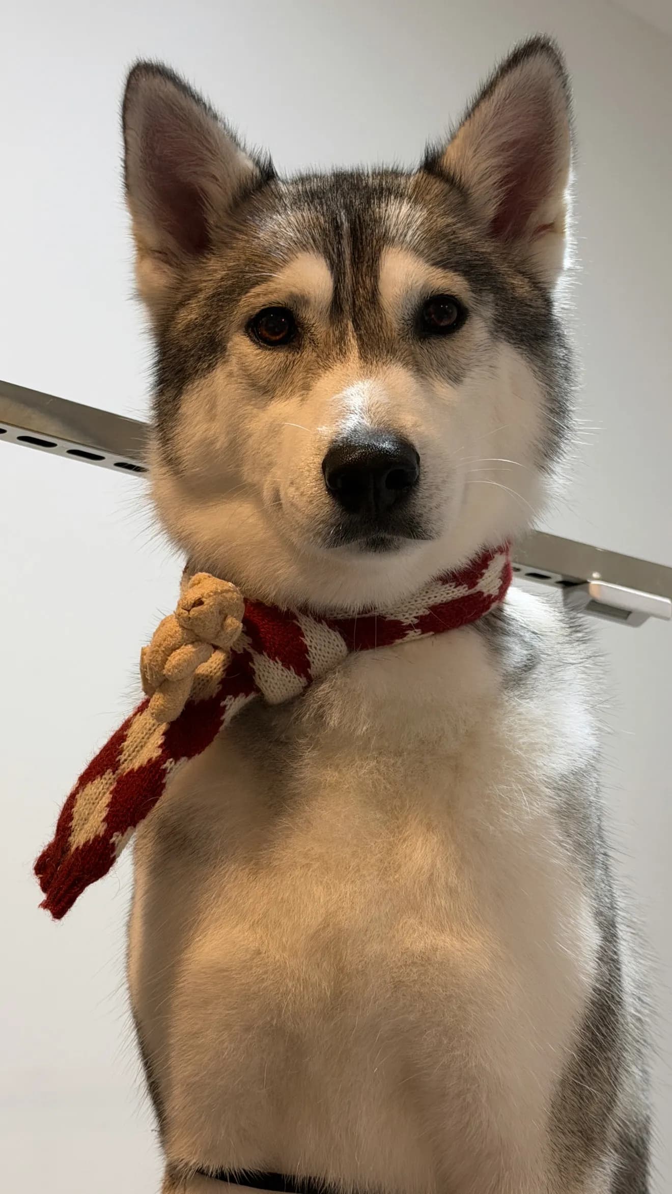 Bagel after grooming at Pawdora