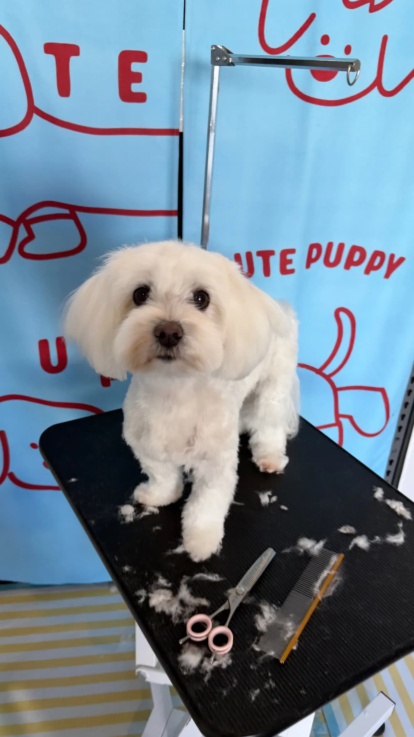 Charlie after grooming at Pawdora