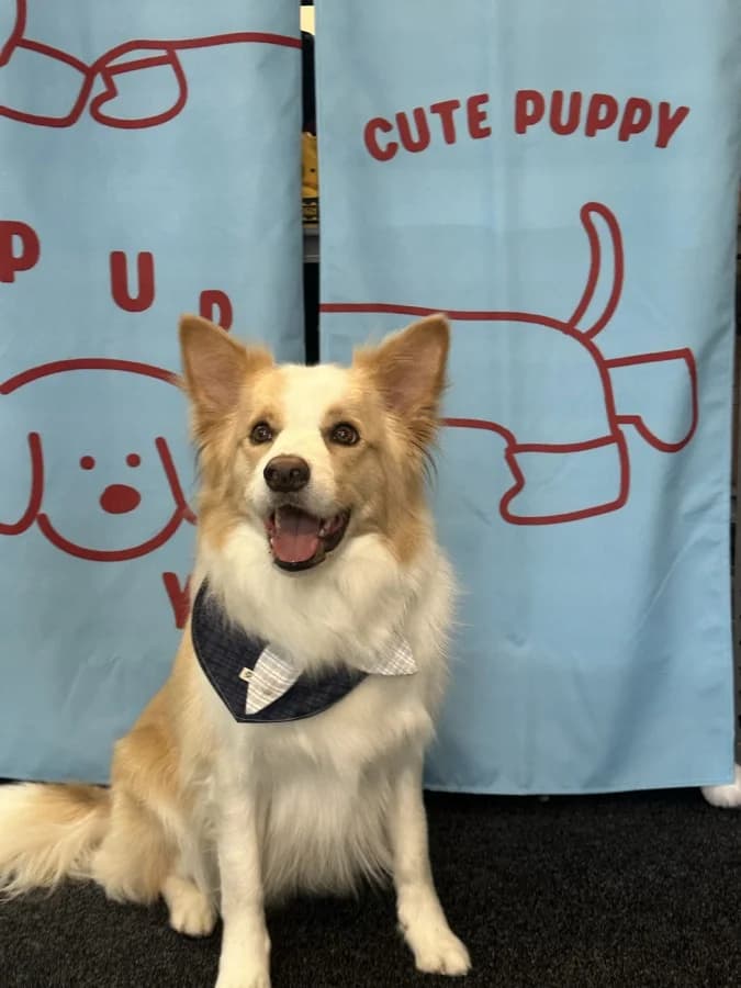 Leo after grooming at Pawdora