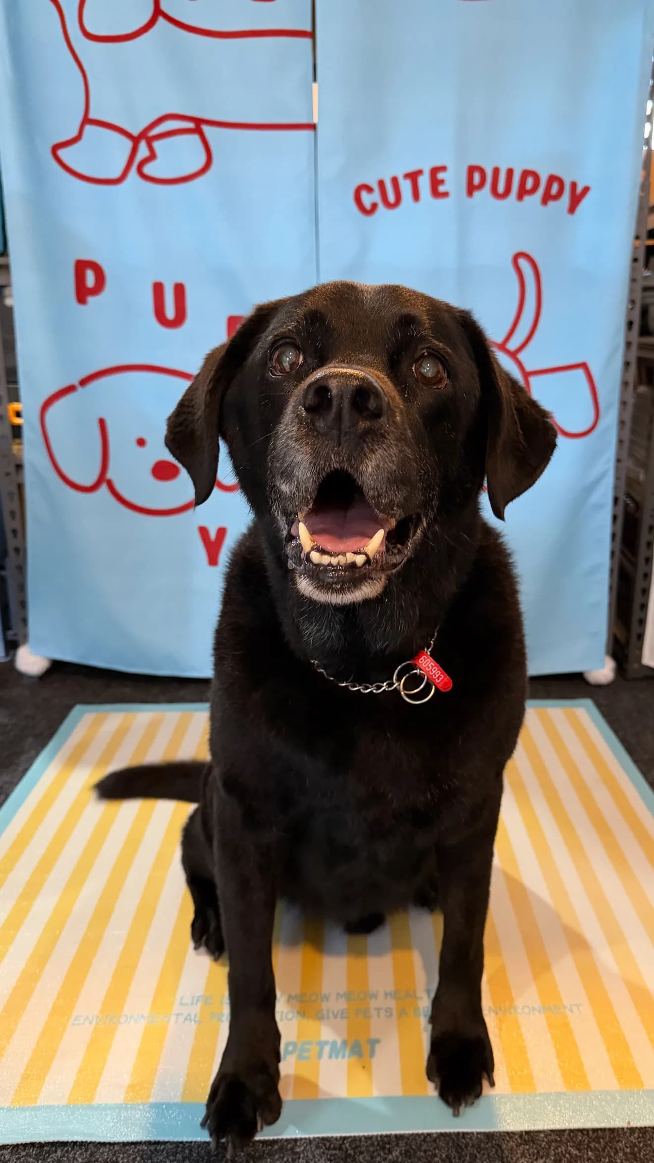 Niuniu after grooming at Pawdora
