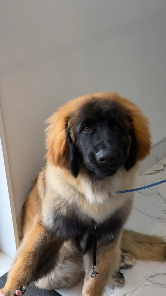 Bear after grooming at Pawdora
