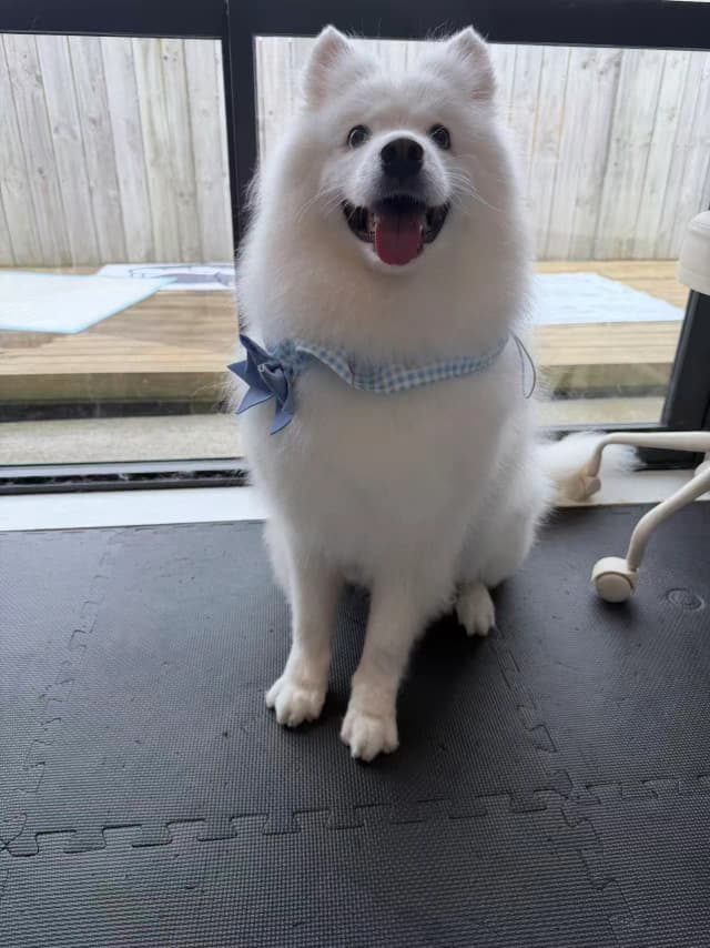 Xuebing after grooming at Pawdora