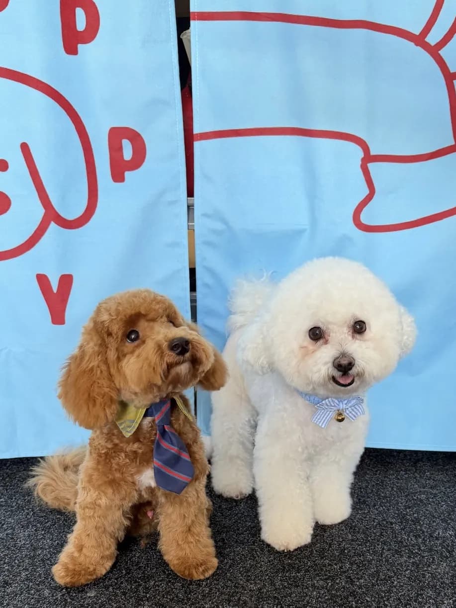 Choco & Snowy after grooming at Pawdora
